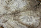 Polished Petrified Wood (Dicot) Slab - Texas #98609-1